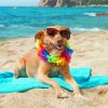 Dog In The Beach Relaxing Diamond Painting