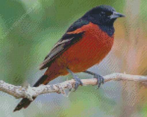 Orchard Oriole Diamond Painting