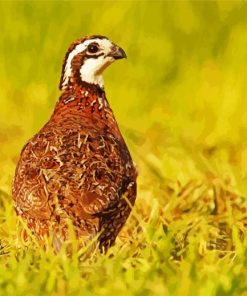 Bobwhite Quail Bird Back Diamond Painting