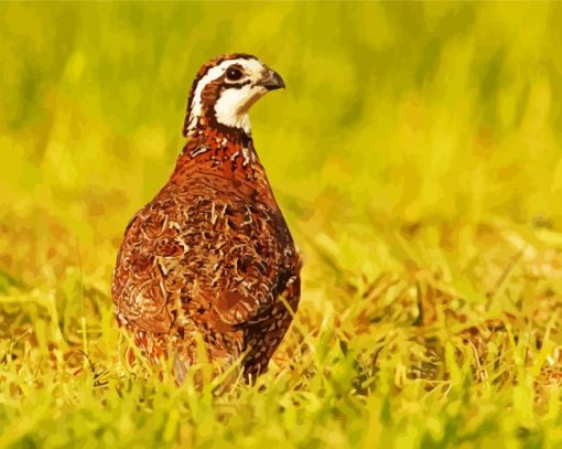 Bobwhite Quail Bird Back Diamond Painting