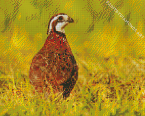 Bobwhite Quail Bird Back Diamond Painting