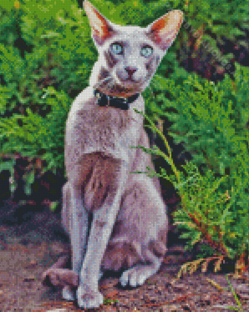 Cute Oriental Shorthair Cat Diamond Painting