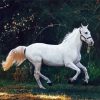 Running White Horse Diamond Painting