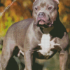Black American Bully Dog Diamond Painting