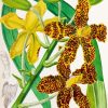 Tiger Orchid Plant Art Diamond Painting