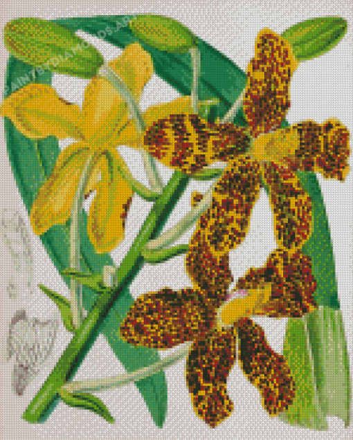 Tiger Orchid Plant Art Diamond Painting