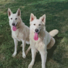 White German Shepherd Dogs Diamond Painting