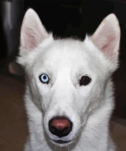 White Husky Dog With Blue Eye Diamond Painting