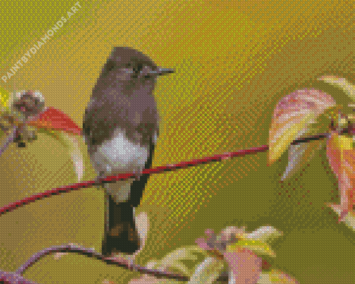 Black Phoebe Diamond Painting