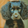 Boykin Spaniel Puppy Diamond Painting