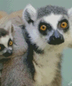 Ring Tailed Lemur Diamond Painting