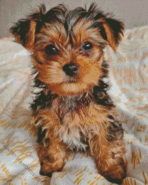 Chorkie Dog Diamond Painting