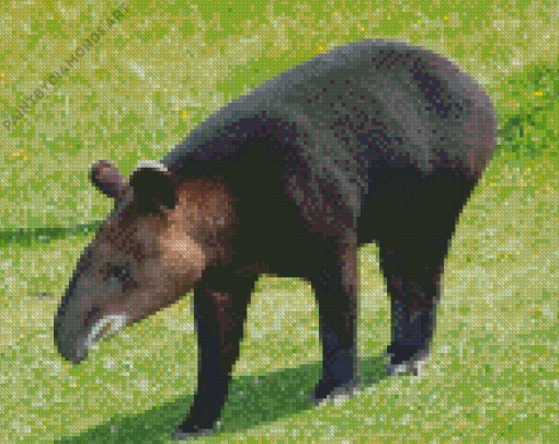 Tapirus Pinchaque Diamond Painting