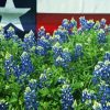 Texas Bluebonnets Flowers Diamond Painting