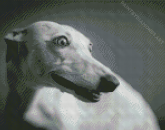 Adorable Whippet Diamond Painting