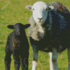 Herdwick Sheep Diamond Painting