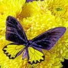 Butterfly On Flowers Diamond Painting