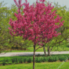 Crabapple Tree Diamond Painting