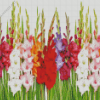 Gladioli Plants Diamond Painting