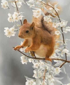 Red Squirrel Diamond Painting
