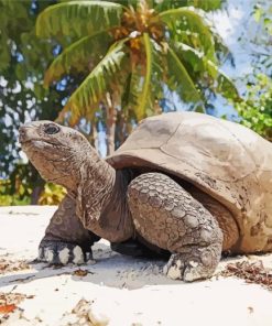 Seychelles Giant Tortoise Diamond Painting