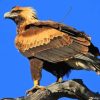 Wedge Tailed Eagle Diamond Painting