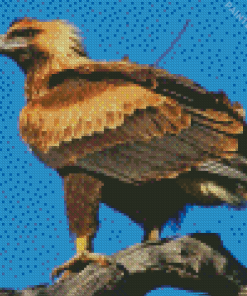 Wedge Tailed Eagle Diamond Painting