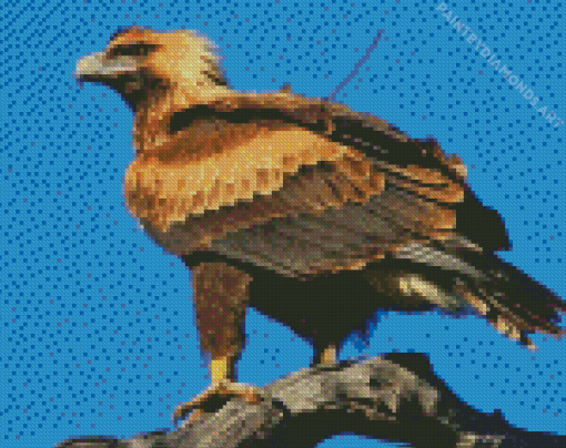 Wedge Tailed Eagle Diamond Painting