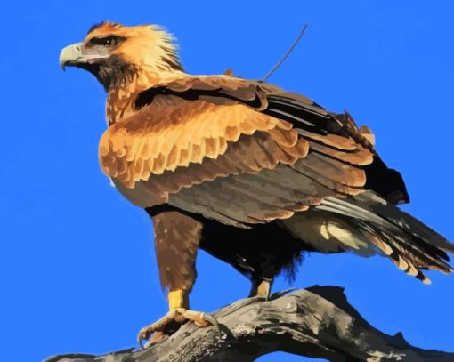 Wedge Tailed Eagle Diamond Painting