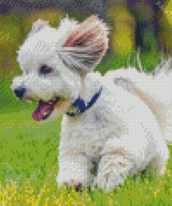 Cotton Tulear Dog Diamond Painting