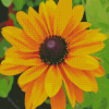 Black Eyed Susan Diamond Painting