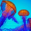 Jellyfish Diamond Painting