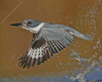 Flying Belted Kingfisher Diamond Painting