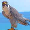 Peregrine Falcon Bird Diamond Painting