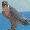 Peregrine Falcon Bird Diamond Painting