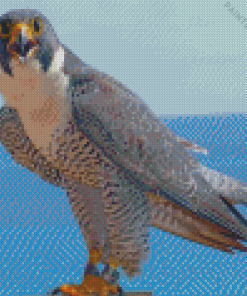 Peregrine Falcon Bird Diamond Painting