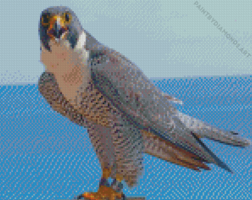 Peregrine Falcon Bird Diamond Painting