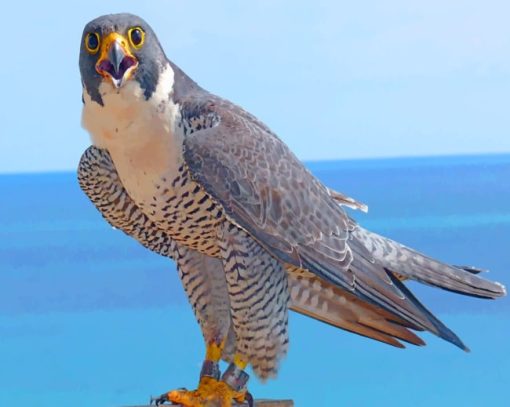 Peregrine Falcon Bird Diamond Painting