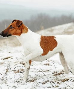 Fox Terrier In Snow Diamond Painting