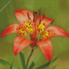 Western Red Lily Diamond Painting