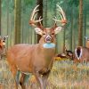 Whitetail Deer Diamond Painting