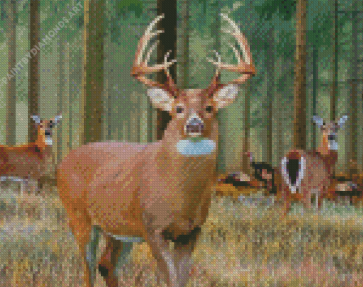 Whitetail Deer Diamond Painting