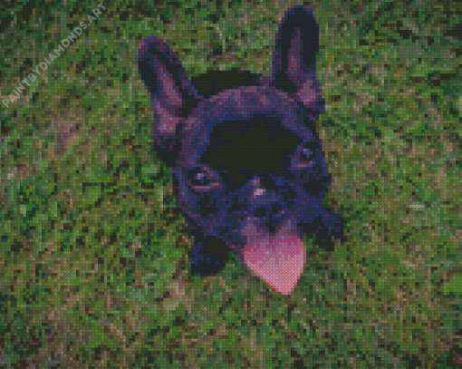 French Bulldog Diamond Painting