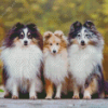 Shelties Puppies Diamond Painting