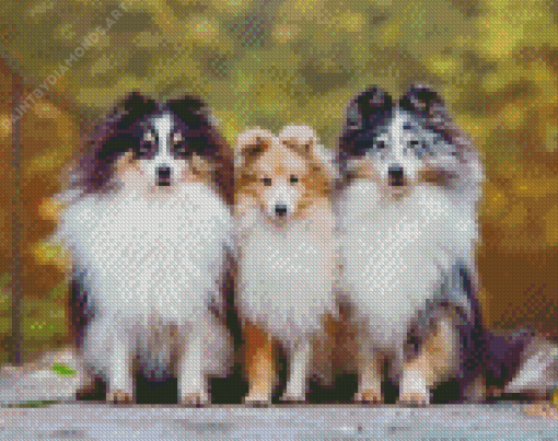 Shelties Puppies Diamond Painting