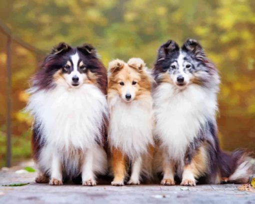 Shelties Puppies Diamond Painting