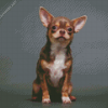 Chihuahua Puppy Diamond Painting