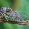 Cicadas Side View Diamond Painting