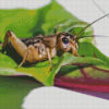 Cricket On Leaf Diamond Painting