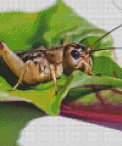 Cricket On Leaf Diamond Painting